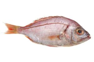 Raw Sea Perch photo