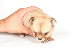 Chihuahua puppy on white background photo