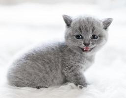 Lovely little kitty sitting and meowing. photo