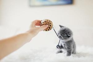 Tiny grey kitten in a playful mood photo