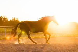 Purebred horse running in the padlock in the sunset. photo