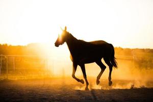 caballo negro corriendo en el paddock al atardecer. foto