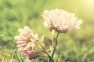 Fresh spring flower in sun light. Vintage photo