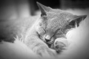 Young cute cat resting on white fur photo