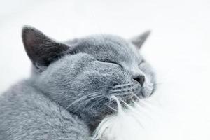 Young cute cat resting on white fur photo