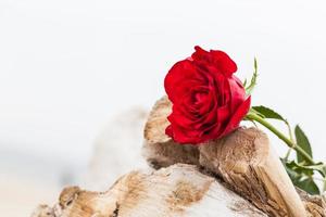 rosa roja en la playa. amor, romance, conceptos melancólicos. foto