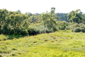 grass valley in forest during summer photo