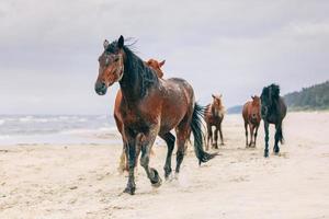 A herd of horses walking on the windy seashore. photo