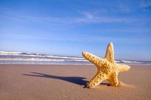 estrella de mar en la playa de verano foto
