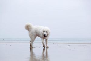 Cute white dog playing on the beach. Polish Tatra Sheepdog photo