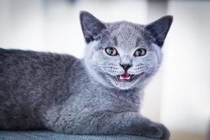 lindo gato joven mostrando sus diminutos dientes. el gatito británico de pelo corto con pelaje gris azulado foto