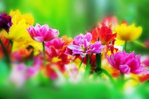 Colorful flowers in spring garden photo