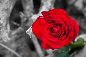 Red rose on the beach. Color against black and white. Love, romance, melancholy concepts. photo