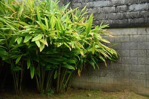 Alpinia galanga tree in the garden photo