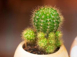 Close-up view of cactus in flower pot photo