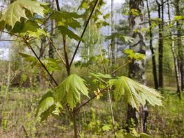 Young maple leaves in spring. Green leaves of a tree against the background of the May forest and shrubs. photo