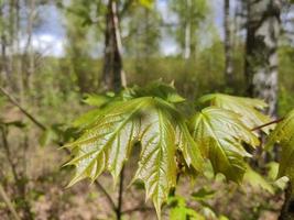 hojas jóvenes de arce en primavera. hojas verdes de un árbol contra el fondo del bosque y arbustos de mayo. foto