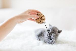 Kitten playing with a toy. photo