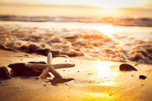 Starfish on the beach at sunset. Sun shining on the sea photo