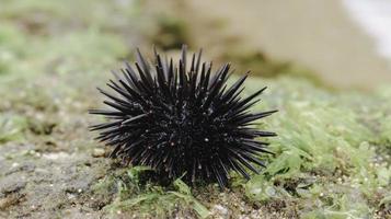 Sea urchin on the beach sand in Gunungkidul photo