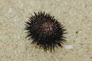 Sea urchin on the beach sand in Gunungkidul photo