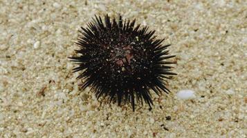 Sea urchin on the beach sand in Gunungkidul photo