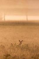 Deer in a field in misty  summer morning