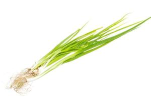 Green Onion on white background photo