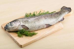 Raw fresh trout photo