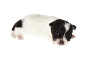 Funny puppy Chihuahua poses on a white background photo