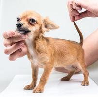 expressive portrait Chihuahua puppy photo