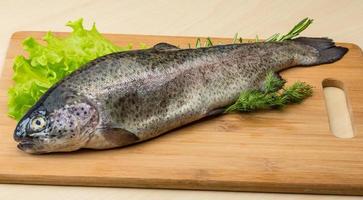 Raw fresh trout photo