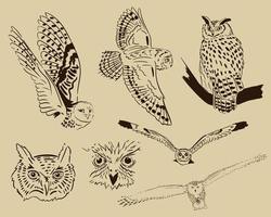 minimalis owl sketch on vector image