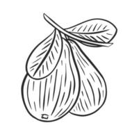 Pears on branch with leaves black sketch on white background vector