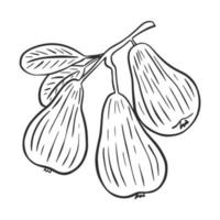 Pears on branch hand drawn engraving isolated vector illustration