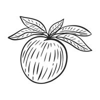 Peach on branch with foliage hand drawn engraving vector