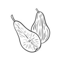 Pears whole and half sketch vector