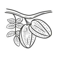 Carambola fruits on branch with leaves hand engraving vector