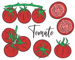 establecer tomates rojos grabados a mano vector