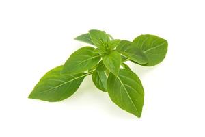 Fresh green Basil leaves - for cooking photo