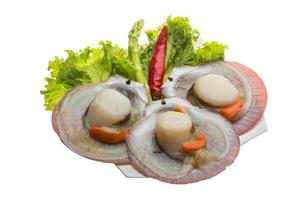 Raw fresh scallop photo