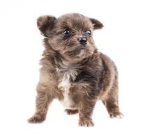 Funny puppy Chihuahua poses on a white background photo