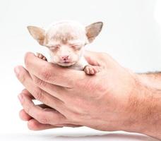 expressive portrait Chihuahua puppy photo