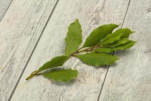 Green laurel leaves on the branch photo