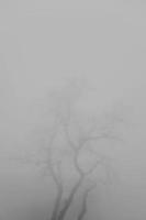 Tree in the foggy winter day photo