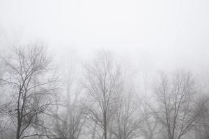 Trees in the foggy winter day photo