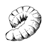 Hand-drawn simple vector illustration with black outline. Insect pest, caterpillar isolated on a white background. Element of wildlife.