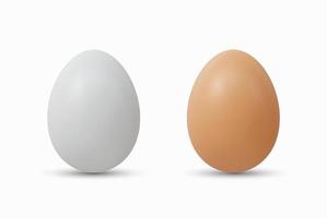 3d Realistic White Brown Eggs Vector illustration
