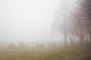 Trees in the foggy winter day photo