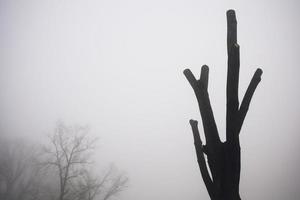 Trees in the foggy winter day photo